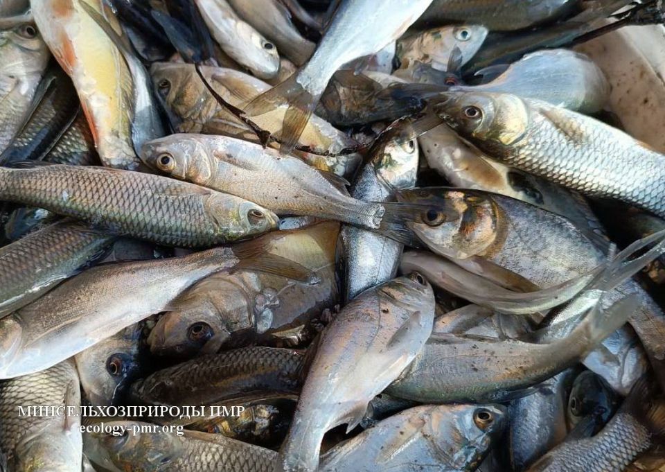 Зарыбление продолжается. Минсельхозприроды ПМР продолжило зарыблять рыбохозяйственные водоемы республики