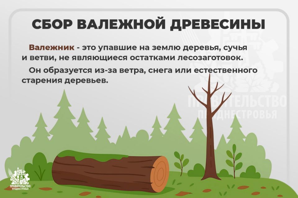 Правительство напоминает, что можно и что нельзя собирать на дрова