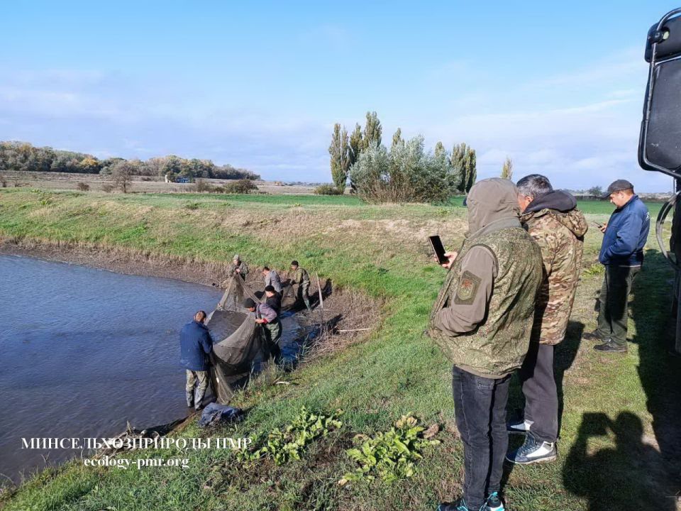 В Ягорлыкскую заводь выпустили 1,5 тонны рыбы В Ягорлыкскую заводь выпустили 1,5 тонны рыбы
