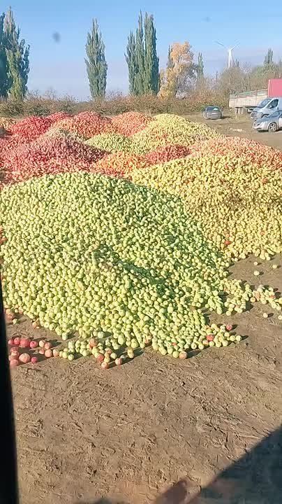 В Молдове фермеры выкидывают урожай яблок