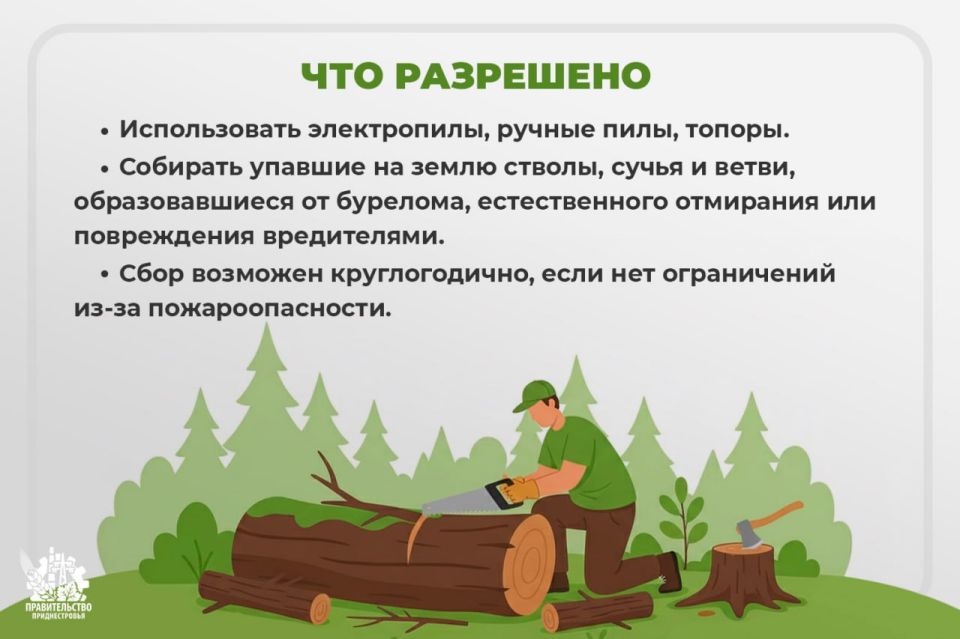 Правительство напоминает, что можно и что нельзя собирать на дрова Правительство напоминает, что можно и что нельзя собирать на дрова