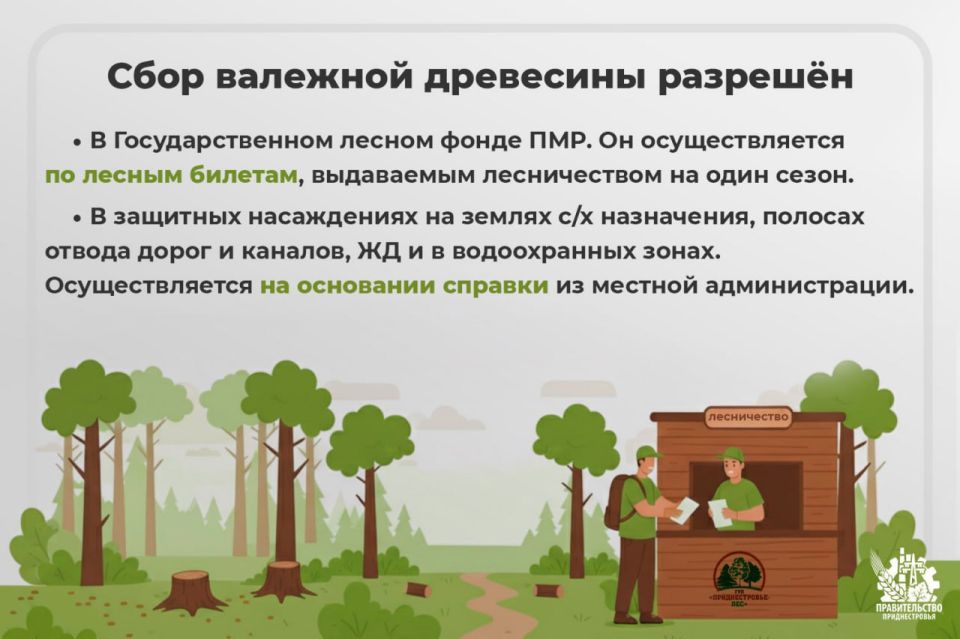 Правительство напоминает, что можно и что нельзя собирать на дрова Правительство напоминает, что можно и что нельзя собирать на дрова