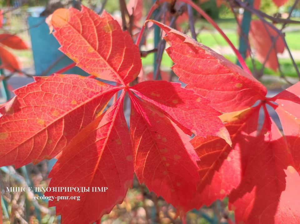 О погоде: итоги второй декады октября