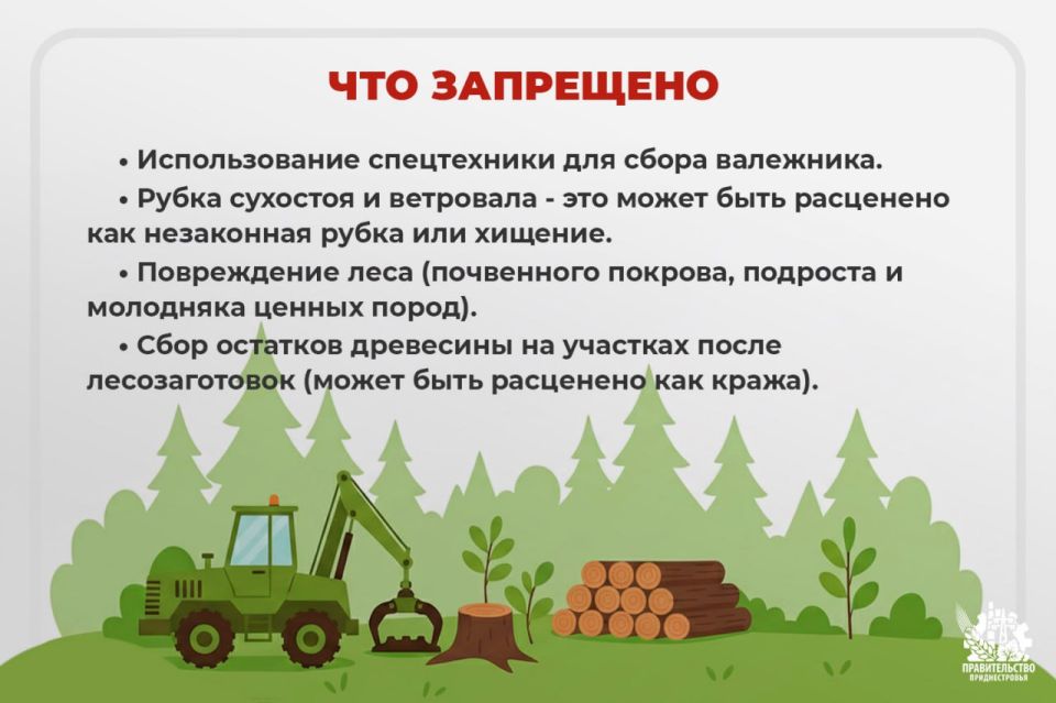 Напоминаем правила сбора валежной древесины Напоминаем правила сбора валежной древесины