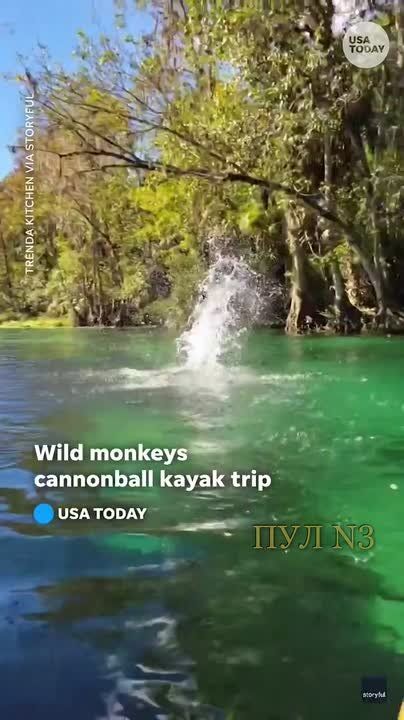 Во Флориде пошел дождь из обезьян: