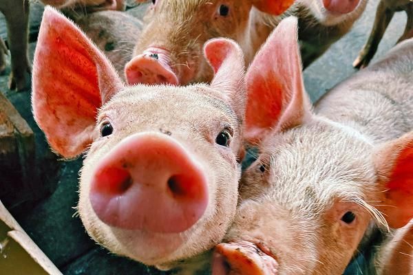 В Молдове нашли новый очаг африканской чумы свиней - ввоз свинины из села Чокылтяны Оргеевского района временно запрещён