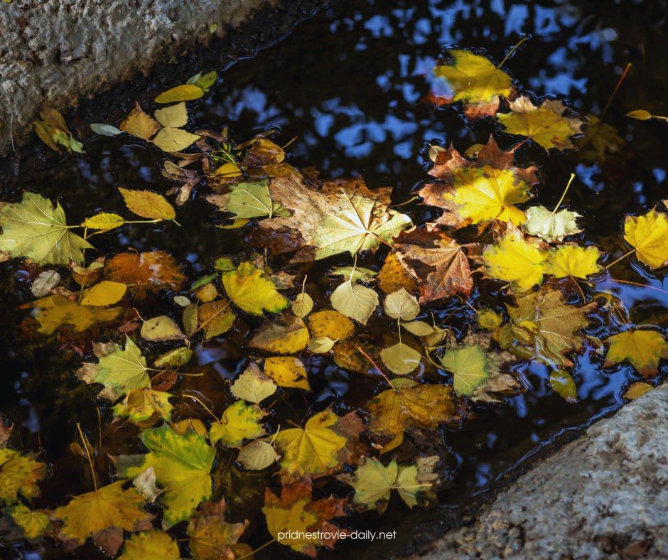 Такая разная, но всегда уютная приднестровская осень в объективе Виктора Громова Такая разная, но всегда уютная приднестровская осень в объективе Виктора Громова