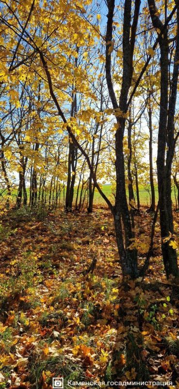Спокойствие и нежность осенних пейзажей Каменского района Спокойствие и нежность осенних пейзажей Каменского района