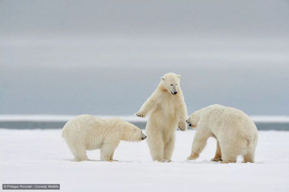Самые забавные фото животных за всю историю конкурса Comedy Wildlife Photography Awards Самые забавные фото животных за всю историю конкурса Comedy Wildlife Photography Awards