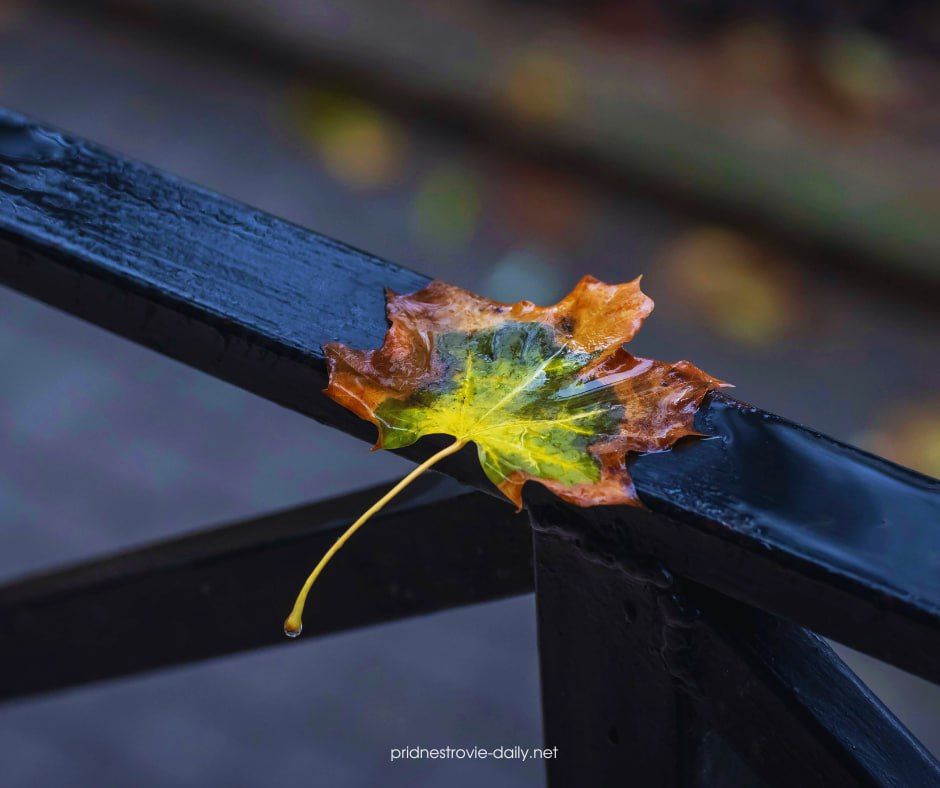 Такая разная, но всегда уютная приднестровская осень в объективе Виктора Громова Такая разная, но всегда уютная приднестровская осень в объективе Виктора Громова
