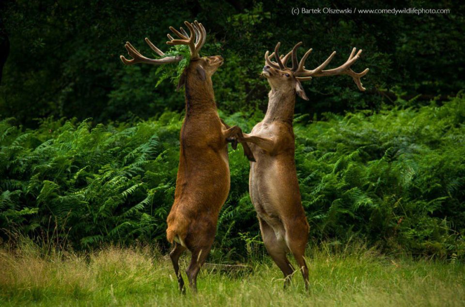 Самые забавные фото животных за всю историю конкурса Comedy Wildlife Photography Awards Самые забавные фото животных за всю историю конкурса Comedy Wildlife Photography Awards