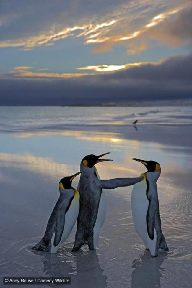 Самые забавные фото животных за всю историю конкурса Comedy Wildlife Photography Awards Самые забавные фото животных за всю историю конкурса Comedy Wildlife Photography Awards