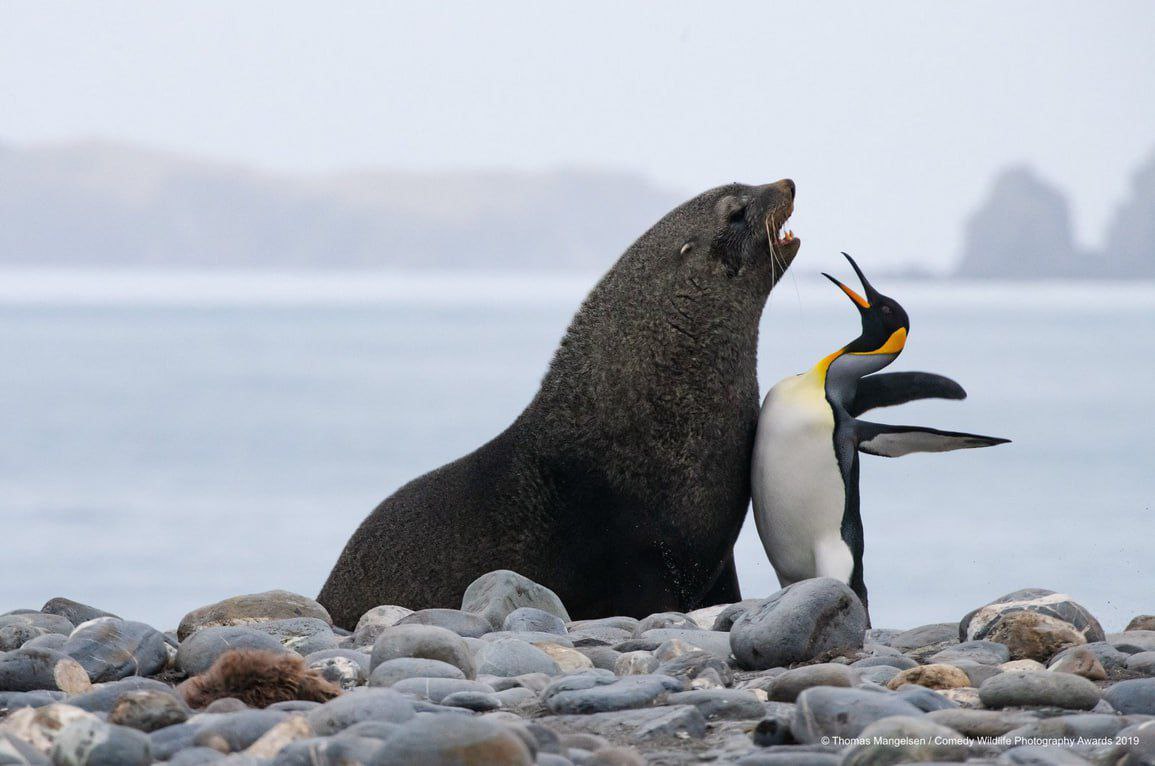 Самые забавные фото животных за всю историю конкурса Comedy Wildlife Photography Awards Самые забавные фото животных за всю историю конкурса Comedy Wildlife Photography Awards