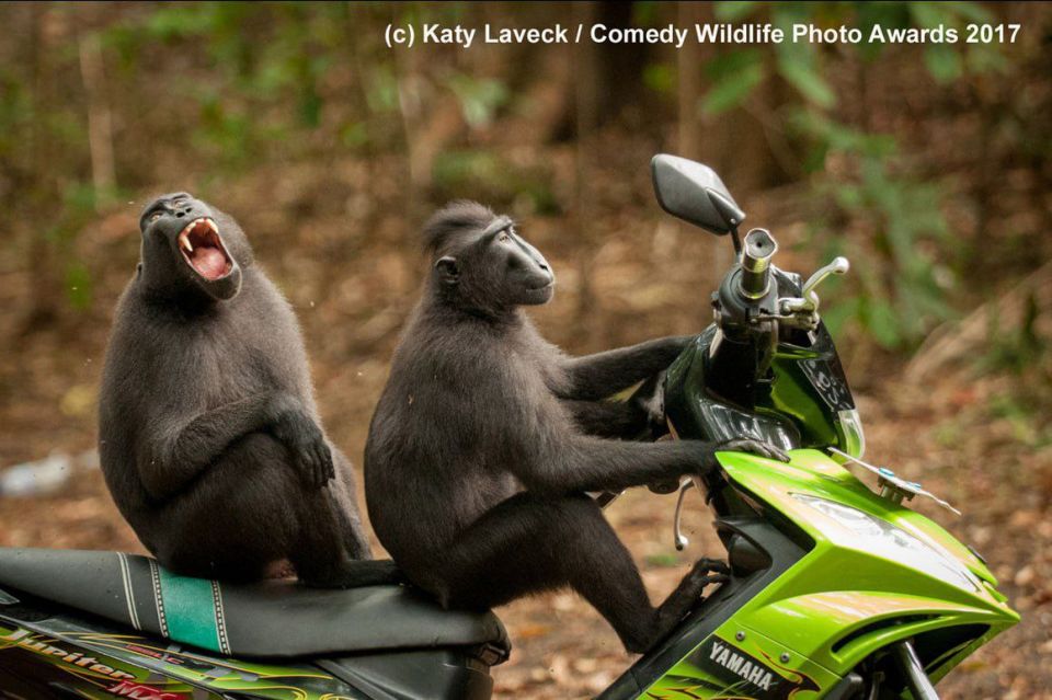 Самые забавные фото животных за всю историю конкурса Comedy Wildlife Photography Awards Самые забавные фото животных за всю историю конкурса Comedy Wildlife Photography Awards