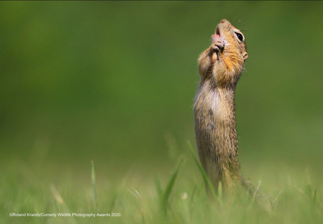 Самые забавные фото животных за всю историю конкурса Comedy Wildlife Photography Awards Самые забавные фото животных за всю историю конкурса Comedy Wildlife Photography Awards