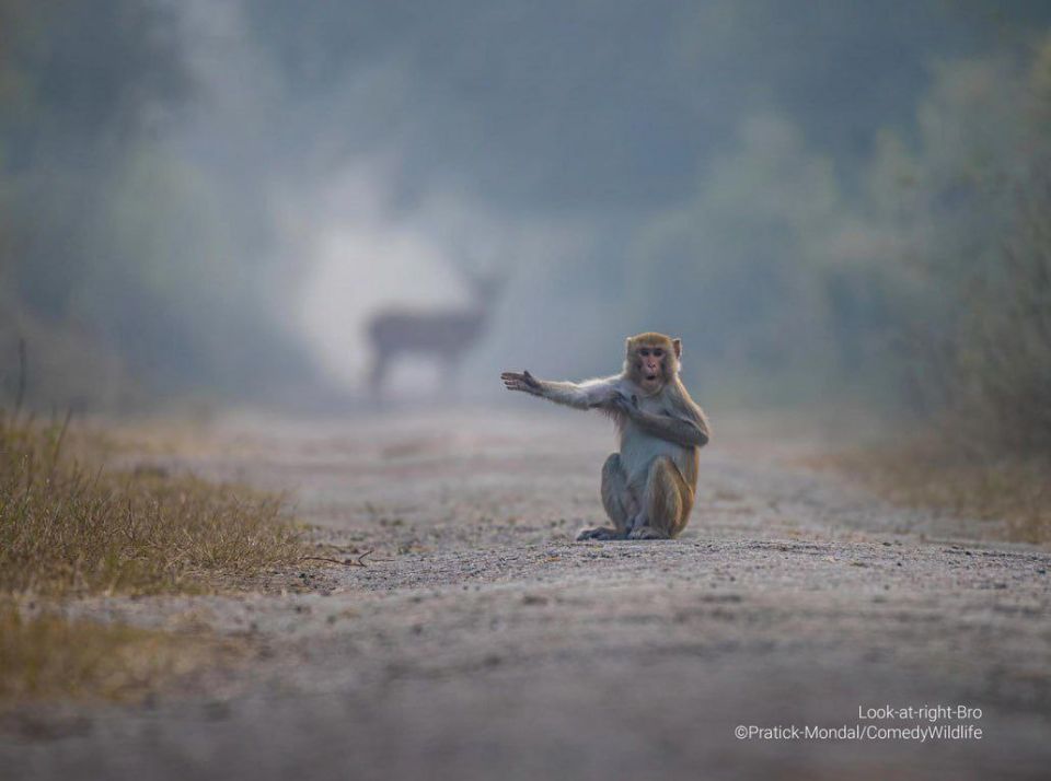 Самые забавные фото животных за всю историю конкурса Comedy Wildlife Photography Awards Самые забавные фото животных за всю историю конкурса Comedy Wildlife Photography Awards