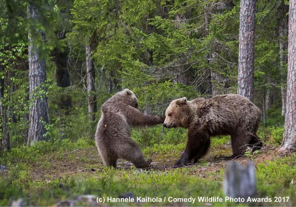 Самые забавные фото животных за всю историю конкурса Comedy Wildlife Photography Awards