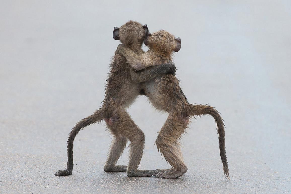 Самые забавные фото животных за всю историю конкурса Comedy Wildlife Photography Awards Самые забавные фото животных за всю историю конкурса Comedy Wildlife Photography Awards