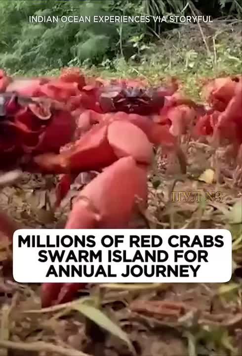 Крабы захватили австралийский остров: