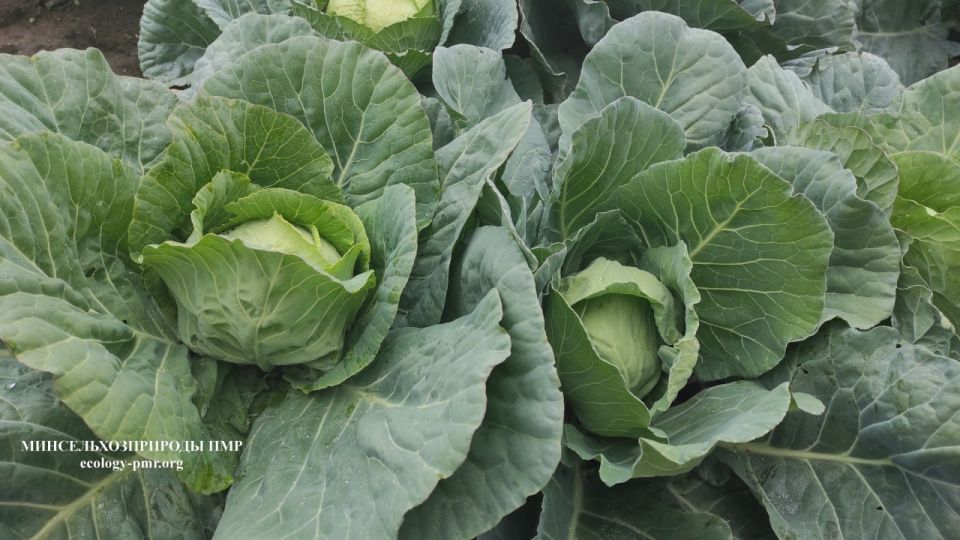 Приднестровский НИИ сельского хозяйства и Республиканский ботсад приняли участие в праздничных мероприятиях в Бендерах Приднестровский НИИ сельского хозяйства и Республиканский ботсад приняли участие в праздничных мероприятиях в Бендерах