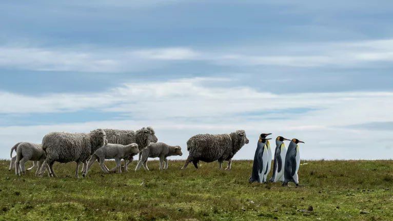 Отдохните минутку и посмотрите финалистов фотоконкурса "The Nikon Comedy Wildlife Awards — 2025" Отдохните минутку и посмотрите финалистов фотоконкурса "The Nikon Comedy Wildlife Awards — 2025"