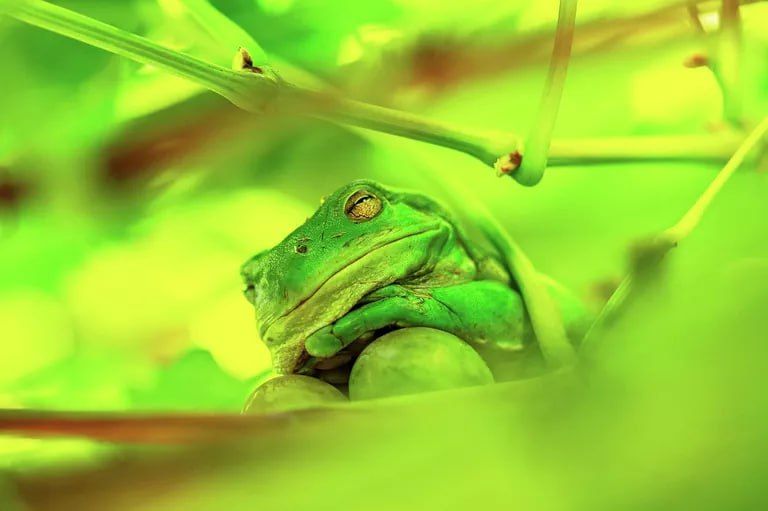 Отдохните минутку и посмотрите финалистов фотоконкурса "The Nikon Comedy Wildlife Awards — 2025" Отдохните минутку и посмотрите финалистов фотоконкурса "The Nikon Comedy Wildlife Awards — 2025"