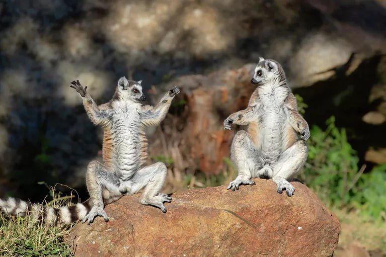 Отдохните минутку и посмотрите финалистов фотоконкурса "The Nikon Comedy Wildlife Awards — 2025" Отдохните минутку и посмотрите финалистов фотоконкурса "The Nikon Comedy Wildlife Awards — 2025"