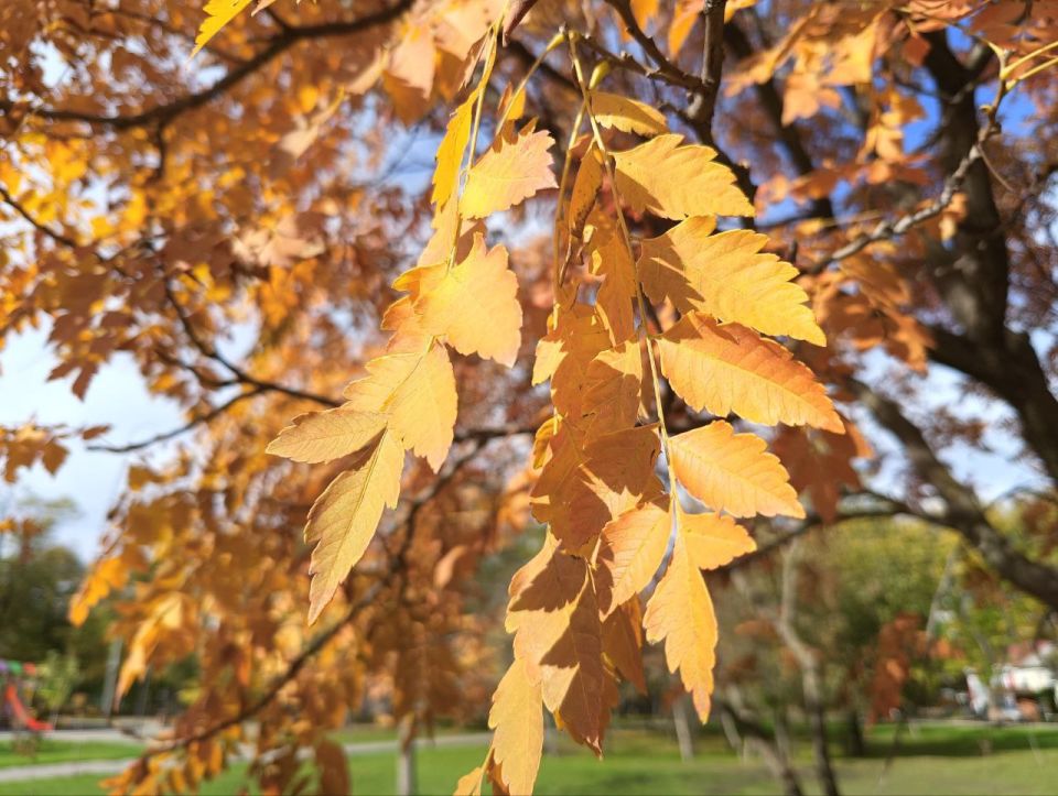 Краски осени — от лимонного до цвета баклажана