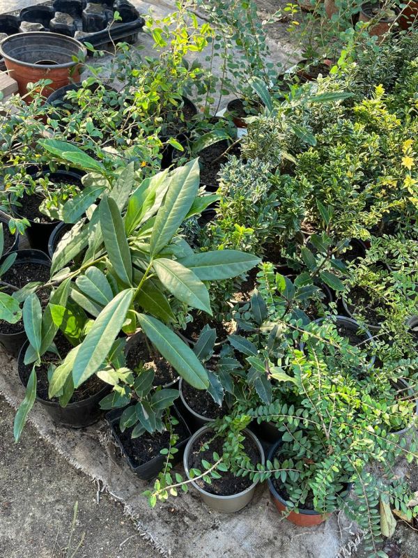 Пихты, туи, кизильники, хурма, гранаты и инжир – готовые к посадке саженцы можно будет купить в республиканском ботаническом саду Пихты, туи, кизильники, хурма, гранаты и инжир – готовые к посадке саженцы можно будет купить в республиканском ботаническом саду