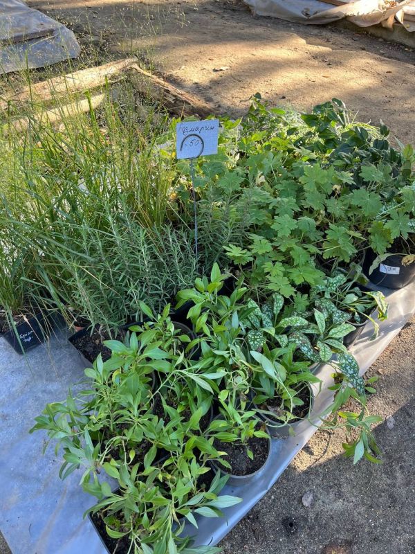 Пихты, туи, кизильники, хурма, гранаты и инжир – готовые к посадке саженцы можно будет купить в республиканском ботаническом саду Пихты, туи, кизильники, хурма, гранаты и инжир – готовые к посадке саженцы можно будет купить в республиканском ботаническом саду