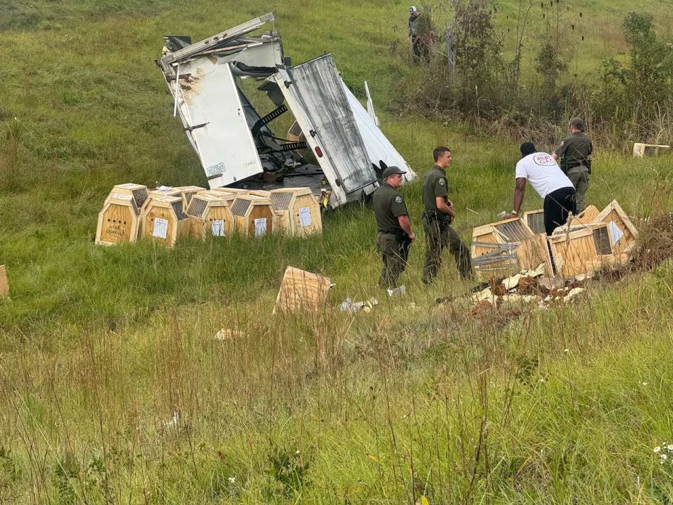 Отряд спецназа ловит опасных обезьян в США Отряд спецназа ловит опасных обезьян в США