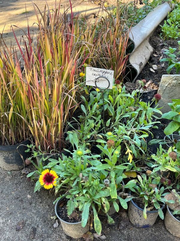 Пихты, туи, кизильники, хурма, гранаты и инжир – готовые к посадке саженцы можно будет купить в республиканском ботаническом саду Пихты, туи, кизильники, хурма, гранаты и инжир – готовые к посадке саженцы можно будет купить в республиканском ботаническом саду