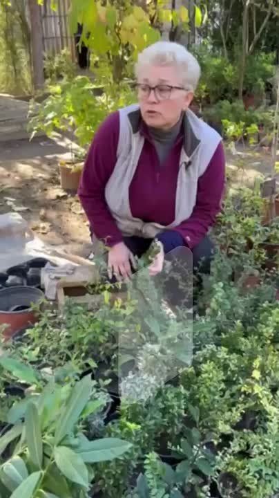 Пихты, туи, кизильники, хурма, гранаты и инжир – готовые к посадке саженцы можно будет купить в республиканском ботаническом саду