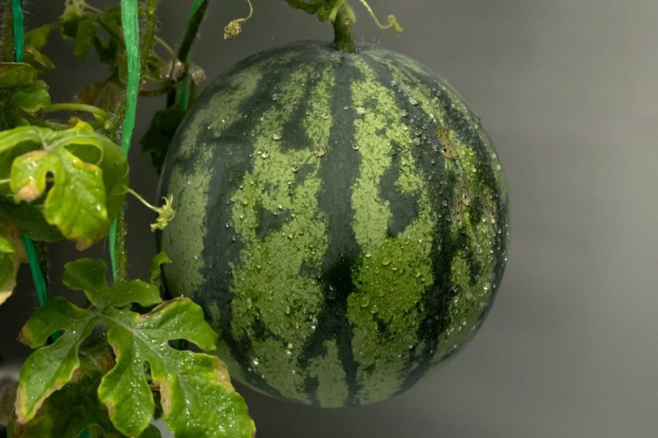 В Антарктике собрали урожай арбузов В Антарктике собрали урожай арбузов