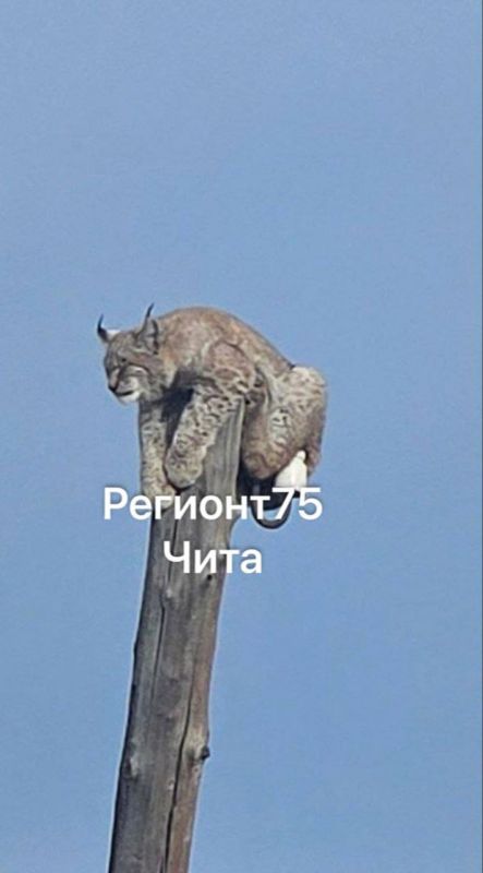 ��������� ������������ �������� � ����������: �� ������ ������� ����