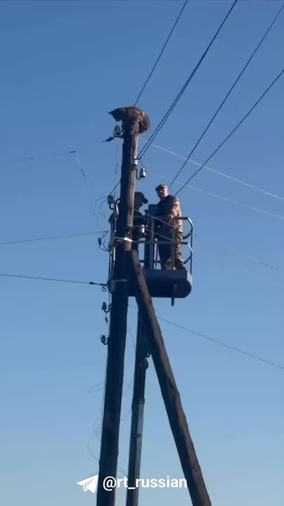 Необычная спасательная операция в Забайкалье: со столба снимали рысь