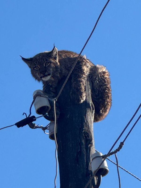 ��������� ������������ �������� � ����������: �� ������ ������� ����