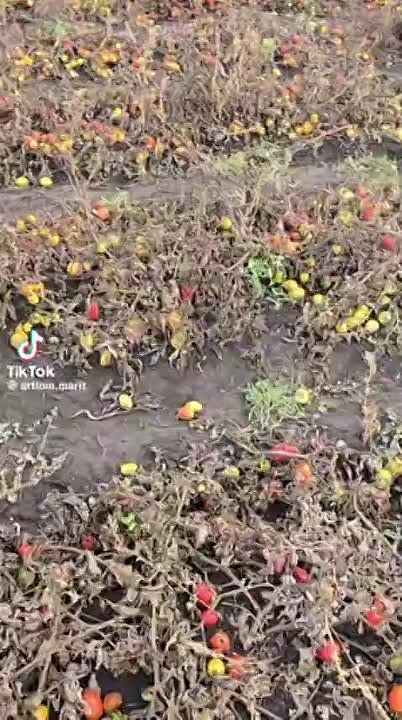 Помидоры и яблоки гниют на полях Молдовы – такие видео всё чаще стали появляться в СМИ РМ. В комментариях пишут, что овощи и фрукты, которые раньше можно было экспортировать в Россию, Европе не нужны