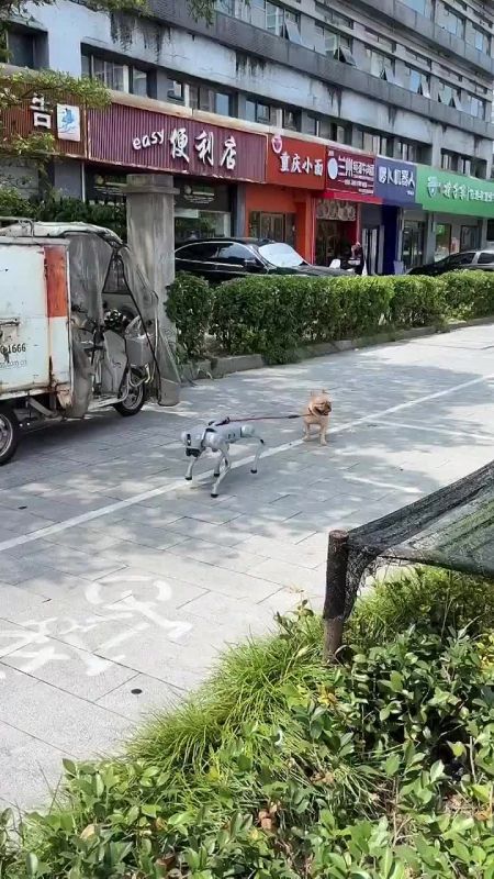 В Китае нашли собаку-робота, которая выгуливает живую собаку