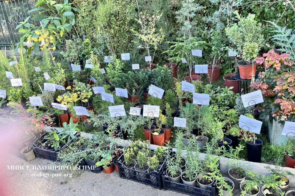 Республиканский ботсад: выставка-продажа растений Республиканский ботсад: выставка-продажа растений