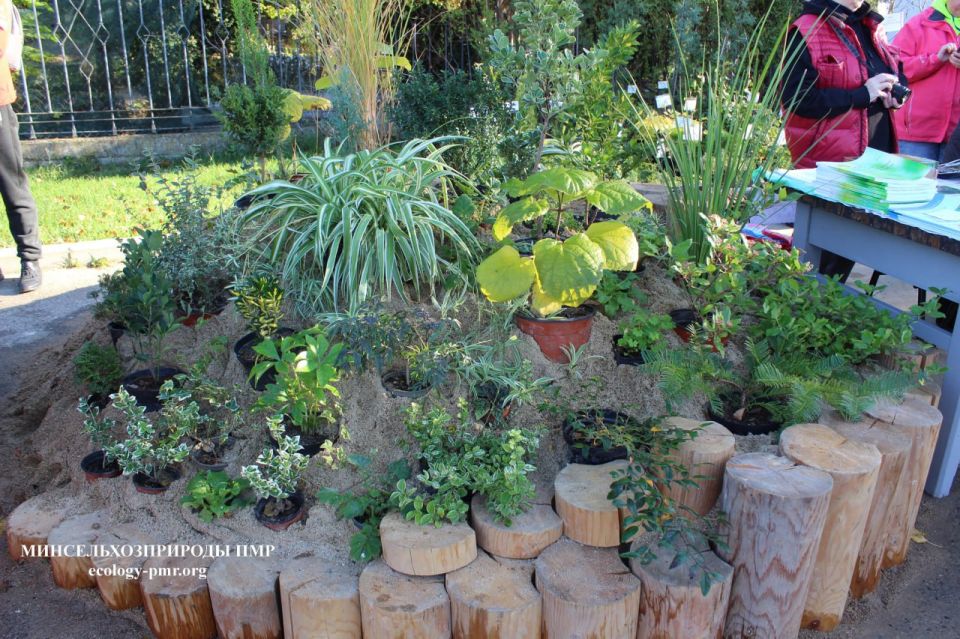 В Тирасполе проходит выставка-продажа растений В Тирасполе проходит выставка-продажа растений