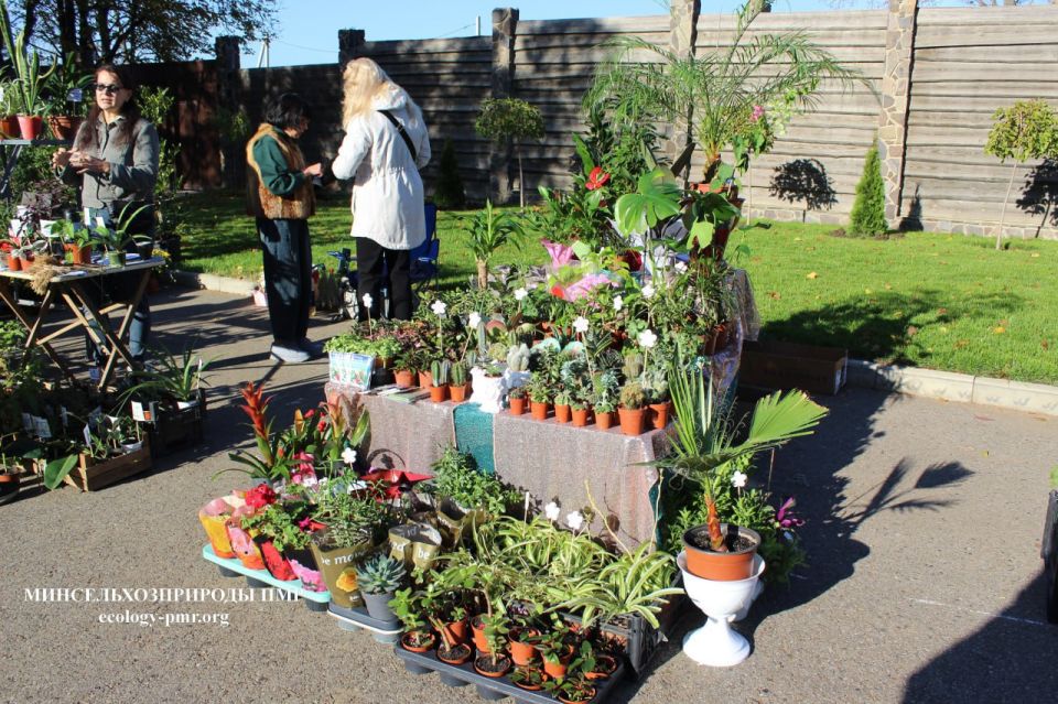 В Тирасполе проходит выставка-продажа растений В Тирасполе проходит выставка-продажа растений