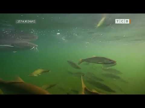 В Приднестровье идёт осеннее зарыбление