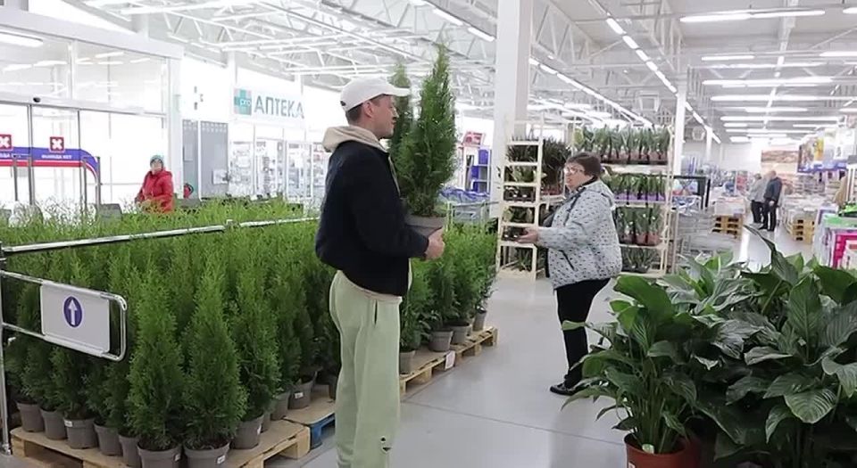 Туи в гипермаркете разбирают по несколько штук в одни руки