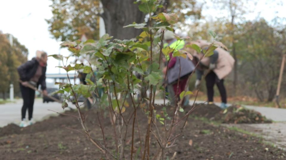 Зелёная волна осени. В Бендерах продолжаются сезонные работы по озеленению Зелёная волна осени. В Бендерах продолжаются сезонные работы по озеленению