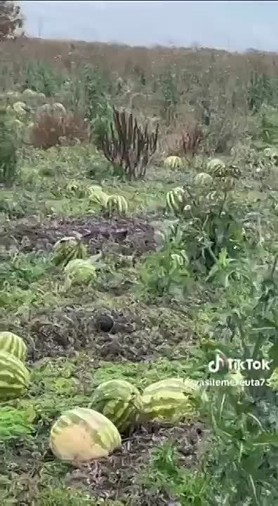 Овощи и фрукты остаются гнить на полях, потому что Молдова не договорилась с Россией, об этом рассказал молдавский предприниматель