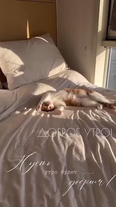 Когда “Любовь и голуби” пересняли, но актёры потребовали больше валерьянки и меньше драмы