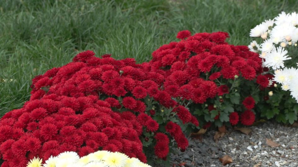 Зелёная волна осени. В Бендерах продолжаются сезонные работы по озеленению Зелёная волна осени. В Бендерах продолжаются сезонные работы по озеленению