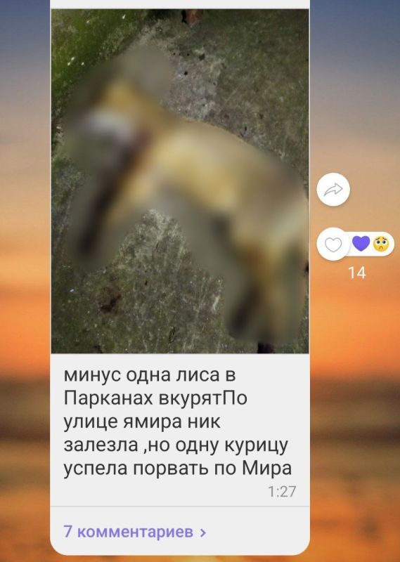 Житель Паркан убил лису, которая залезла в курятник и успела загрызть одну курицу