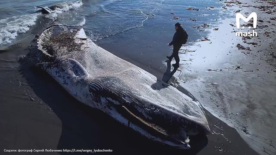 12-метрового сельдяного кита выбросило на берег на Сахалине после шторма